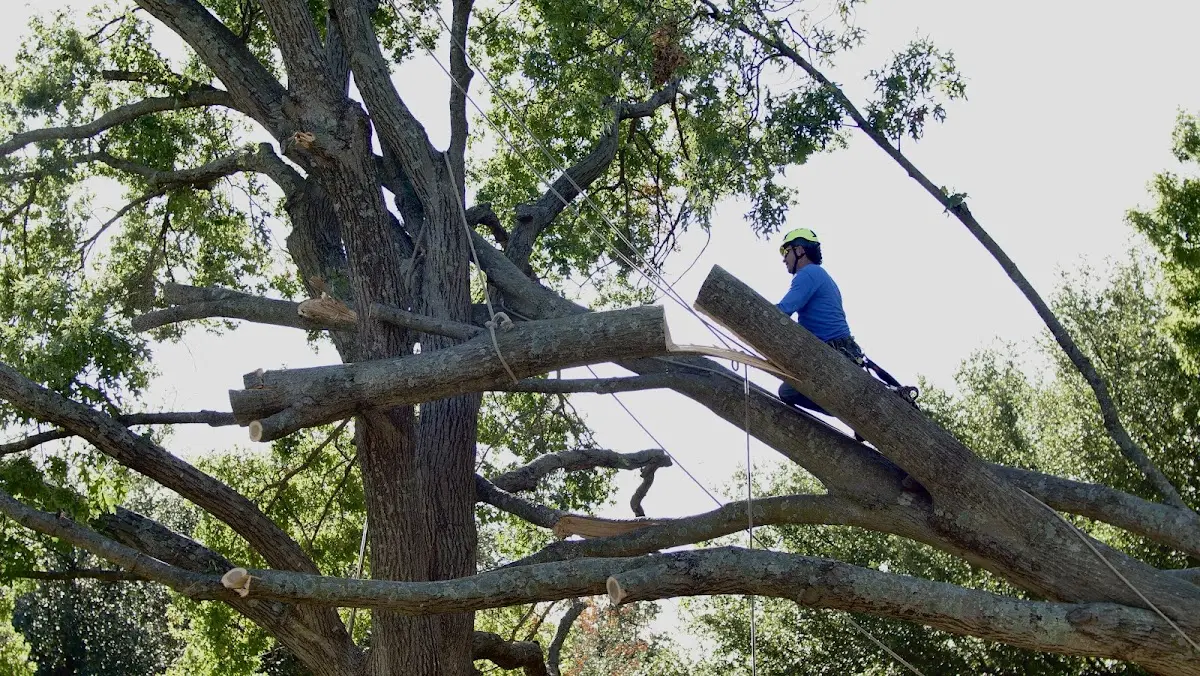 Professional Crown Thinning performed by certified arborists in Trail City