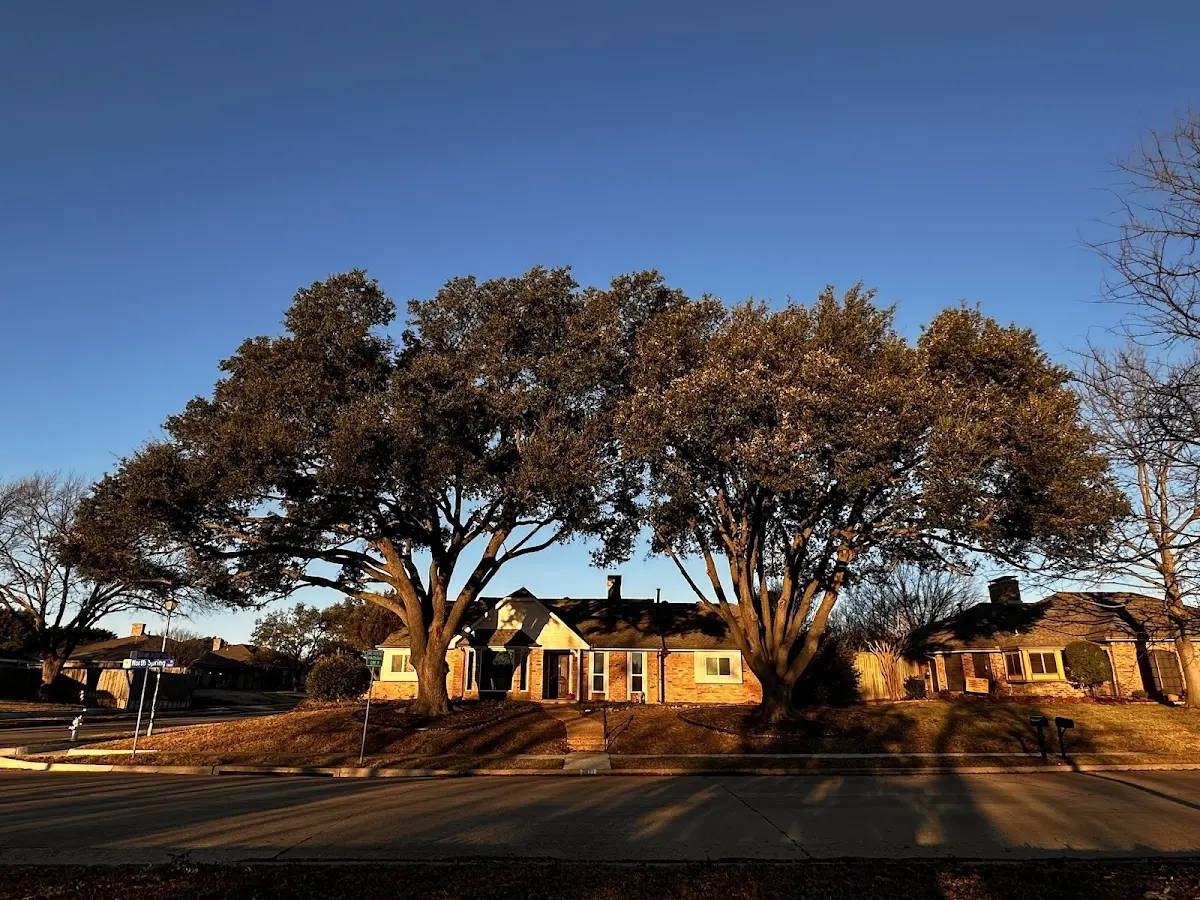 Established residential canopy tree shading a home in Trail City